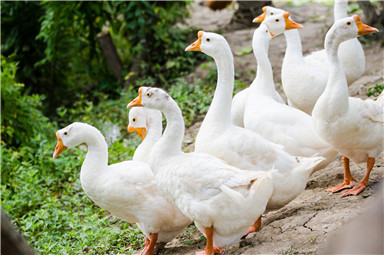適合養殖行業使用的管理軟件有哪些