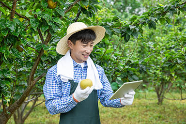 成都能用于水果銷售管理的系統有哪些？